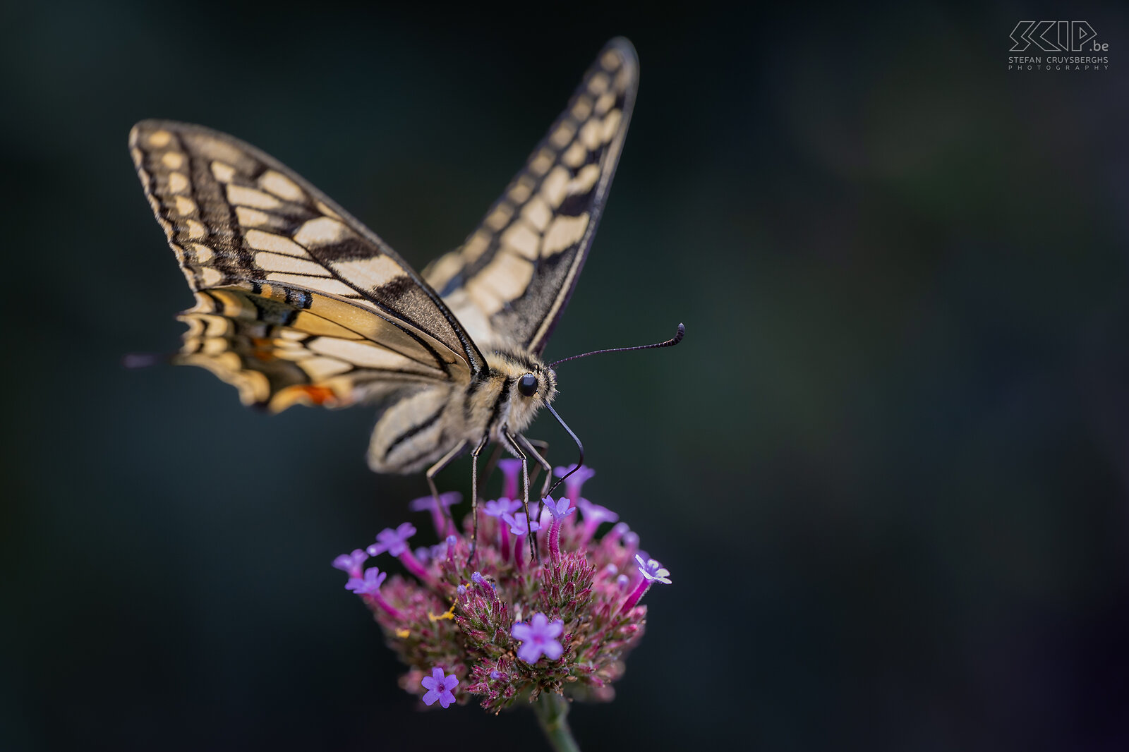 Butterflies - Common yellow swallowtail Common yellow swallowtail / Papilio machaon Stefan Cruysberghs